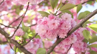 Dekoratif sakura ağacı (Japon kirazı) pembe çiçeklerle muhteşem bir şekilde çiçek açar. Sakura ağacı çiçek açmış. Pembe sakura çiçekleri. Doğal arka plan. Güzel sakura çiçekleri, çiçekli arka plan
