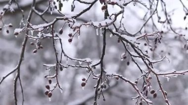 Küçük koni şekilli ağaç dalları kalın şeffaf buz tabakasıyla kaplıdır. Kışın doğa, detaylar. Donmuş orman, dondurucu yağmur fenomeni. Donmuş bitki örtüsünün ayrıntıları