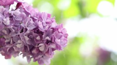 Rüzgarda sallanan leylak çiçeklerinin yakın çekimi. Bahçede leylak çiçekleri yavaş hareket ediyor. Bahar çiçekleri, çiçek arkaplanı. İlkbaharda leylak çiçek açar. Doğa. Seçici odaklı çiçekler