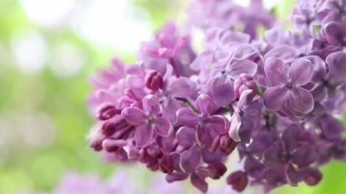 Rüzgarda sallanan leylak çiçeklerinin yakın çekimi. Bahçede leylak çiçekleri yavaş hareket ediyor. Bahar çiçekleri, çiçek arkaplanı. İlkbaharda leylak çiçek açar. Doğa. Seçici odaklı çiçekler