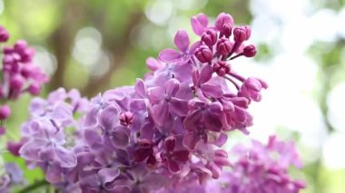 Rüzgarda sallanan leylak çiçeklerinin yakın çekimi. Bahçede leylak çiçekleri yavaş hareket ediyor. Bahar çiçekleri, çiçek arkaplanı. İlkbaharda leylak çiçek açar. Doğa. Seçici odaklı çiçekler