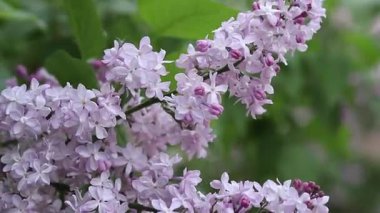 Rüzgarda sallanan leylak çiçeklerinin yakın çekimi. Bahçede leylak çiçekleri yavaş hareket ediyor. Bahar çiçekleri, çiçek arkaplanı. İlkbaharda leylak çiçek açar. Doğa. Seçici odaklı çiçekler