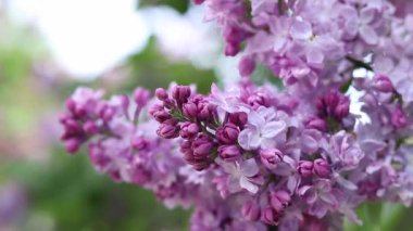 Rüzgarda sallanan leylak çiçeklerinin yakın çekimi. Bahçede leylak çiçekleri yavaş hareket ediyor. Bahar çiçekleri, çiçek arkaplanı. İlkbaharda leylak çiçek açar. Doğa. Seçici odaklı çiçekler