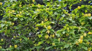 Parkta Magnolia çiçek açıyor. Manolya 