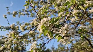 Beyaz çiçeklerle açan bir ağaç. Beyaz armut çiçekleri yakın plan. Baharda doğa. Armut ağacındaki narin beyaz çiçeklerin yakın çekimi. Bol bol çiçek açan ağaç.