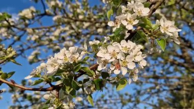 Beyaz çiçeklerle açan bir ağaç. Beyaz armut çiçekleri yakın plan. Baharda doğa. Armut ağacındaki narin beyaz çiçeklerin yakın çekimi. Bol bol çiçek açan ağaç.