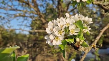 Beyaz çiçeklerle açan bir ağaç. Beyaz armut çiçekleri yakın plan. Baharda doğa. Armut ağacındaki narin beyaz çiçeklerin yakın çekimi. Bol bol çiçek açan ağaç.