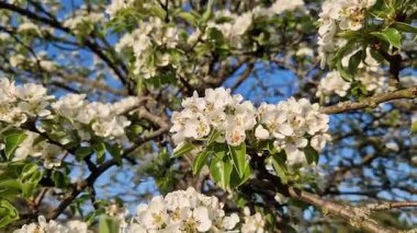 Beyaz çiçeklerle açan bir ağaç. Beyaz armut çiçekleri yakın plan. Baharda doğa. Armut ağacındaki narin beyaz çiçeklerin yakın çekimi. Bol bol çiçek açan ağaç.