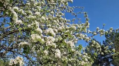 Beyaz çiçeklerle açan bir ağaç. Beyaz armut çiçekleri yakın plan. Baharda doğa. Armut ağacındaki narin beyaz çiçeklerin yakın çekimi. Bol bol çiçek açan ağaç.