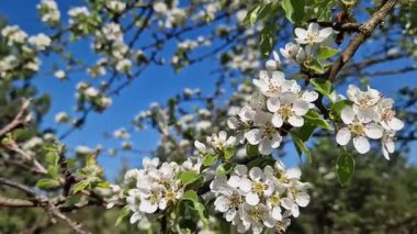 Beyaz çiçeklerle açan bir ağaç. Beyaz armut çiçekleri yakın plan. Baharda doğa. Armut ağacındaki narin beyaz çiçeklerin yakın çekimi. Bol bol çiçek açan ağaç.