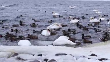 Kışın nehirde kuğular ve ördekler yüzer. Buzun arasında sudaki kuşlar. Beyaz ve gri kuğular, yakın plan ördekler. Bir yerde büyük bir su kuşu topluluğu. Kıyıya yakın bir grup kuş.
