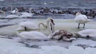 Kışın nehirde kuğular ve ördekler yüzer. Buzun arasında sudaki kuşlar. Beyaz ve gri kuğular, yakın plan ördekler. Bir yerde büyük bir su kuşu topluluğu. Kıyıya yakın bir grup kuş.