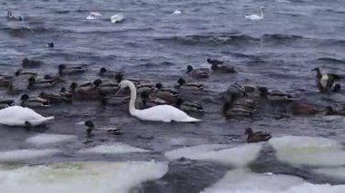 Kışın nehirde kuğular ve ördekler yüzer. Buzun arasında sudaki kuşlar. Beyaz ve gri kuğular, yakın plan ördekler. Bir yerde büyük bir su kuşu topluluğu. Kıyıya yakın bir grup kuş.