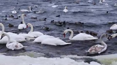 Kışın nehirde kuğular ve ördekler yüzer. Buzun arasında sudaki kuşlar. Beyaz ve gri kuğular, yakın plan ördekler. Bir yerde büyük bir su kuşu topluluğu. Kıyıya yakın bir grup kuş.