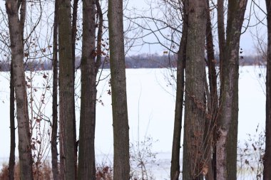 Ağaç gövdeleri karlı bir nehrin ya da gölün arka planında. Farklı kalınlıkta birkaç ağaç gövdesi, seçici odaklanma. Kış manzarası. Kışın doğa.