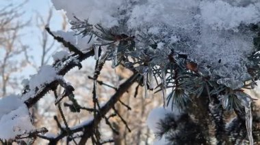 Parkta gün batımı. Güneş ışınları bir ağacın dallarından geçer. Parkta ya da ormanda kış. Kar ve buzla kaplı kozalaklı bitkiler. Kışın bitkiler
