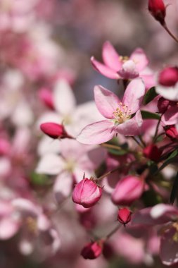 Çiçek açan bir elma ağacının yakın çekimi. Ağaç pembe çiçeklerle çiçek açar. İlkbaharda parkta süslü bir elma ağacının çiçek açması. Süslü bir elma ağacının parlak pembe çiçekleri