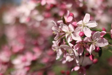 Çiçek açan bir elma ağacının yakın çekimi. Ağaç pembe çiçeklerle çiçek açar. İlkbaharda parkta süslü bir elma ağacının çiçek açması. Süslü bir elma ağacının parlak pembe çiçekleri