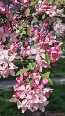 Çiçek açan bir elma ağacının yakın çekimi. Ağaç pembe çiçeklerle çiçek açar. İlkbaharda parkta süslü bir elma ağacının çiçek açması. Süslü bir elma ağacının parlak pembe çiçekleri