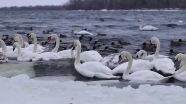 Kışın nehirde vahşi beyaz kuğular ve ördekler. Çok sayıda kuş nehirdeki buzlar arasında yüzer. Beyaz kuğular, Drake ve ördekler yakın plan. Soğuk kışta vahşi kuşlar için beslenme yeri
