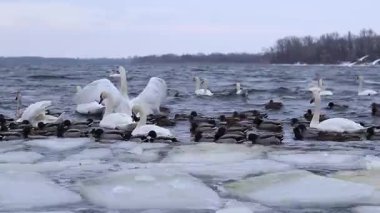 Kışın nehirde vahşi beyaz kuğular ve ördekler. Çok sayıda kuş nehirdeki buzlar arasında yüzer. Beyaz kuğular, Drake ve ördekler yakın plan. Soğuk kışta vahşi kuşlar için beslenme yeri
