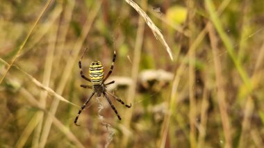 Argiope bruennichi. Bulanık bitkilerin arka planında parlak bir örümcek. Doğada zehirli bir örümcek. Örümcek çimlerin üzerinde bir ağa oturur, yakın plan.
