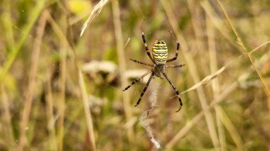 Argiope bruennichi. Bulanık bitkilerin arka planında parlak bir örümcek. Doğada zehirli bir örümcek. Örümcek çimlerin üzerinde bir ağa oturur, yakın plan.