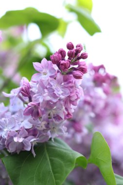 Yeşil yaprakların arasında leylak çiçekleri. Çiçek doğal bir geçmişi var. Bahçedeki ya da parktaki leylak çiçeklerine yakın çekim
