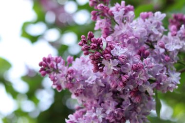 Yeşil yaprakların arasında leylak çiçekleri. Çiçek doğal bir geçmişi var. Bahçedeki ya da parktaki leylak çiçeklerine yakın çekim