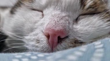 Bir kedinin yüzüne yakın çekim. Bir kedinin burnuna yakın çekim. Uyuyan kedi. Ev kedisi dinleniyor, yüzüne yakın çekim ve seçici odaklanma. Evcil hayvan. Rahatlamış atmosfer