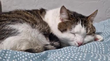 Bir kedinin yüzüne yakın çekim. Bir kedinin burnuna yakın çekim. Uyuyan kedi. Ev kedisi dinleniyor, yüzüne yakın çekim ve seçici odaklanma. Evcil hayvan. Rahatlamış atmosfer