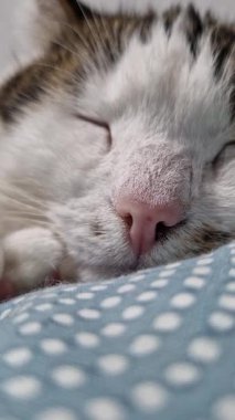 Bir kedinin yüzüne yakın çekim. Bir kedinin burnuna yakın çekim. Uyuyan kedi. Ev kedisi dinleniyor, yüzüne yakın çekim ve seçici odaklanma. Evcil hayvan. Rahatlamış atmosfer