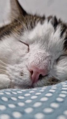 Bir kedinin yüzüne yakın çekim. Bir kedinin burnuna yakın çekim. Uyuyan kedi. Ev kedisi dinleniyor, yüzüne yakın çekim ve seçici odaklanma. Evcil hayvan. Rahatlamış atmosfer