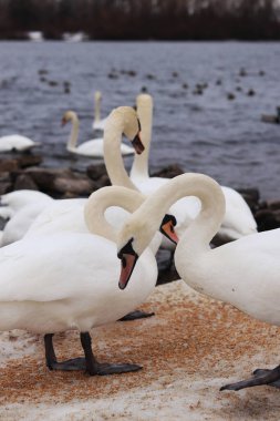 Nehir kıyısında tahıl yiyen kuğuların yakın çekimi. Kışın kuşlar, seçici odaklanma. Büyük güzel beyaz kuğular kışın buza dökülen tahılları yerler. Doğa. Vahşi kuğular. Vahşi kuş beslenme yeri