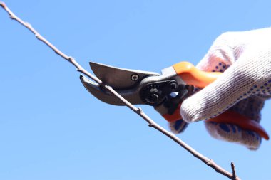 Bahçedeki bir ağacı budama işlemi, yakın plan. Beyaz koruyucu eldivenli bir el mavi gökyüzü arka planına karşı bir budama tutar. Bir dalı kesiyorum. Bahar bahçesi bakımı. Bir adamın eli budanmış.