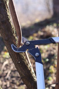 Bahçedeki ağaçları budamak için bahçe budamak. Budama aletinin metal bıçakları dalı kaplıyor, kesme işlemi. Fabrikanın sağlığını iyileştirmek için budama dalları