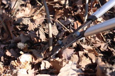 Bahçedeki ağaçları budamak için bahçe budamak. Budama aletinin metal bıçakları dalı kaplıyor, kesme işlemi. Fabrikanın sağlığını iyileştirmek için budama dalları