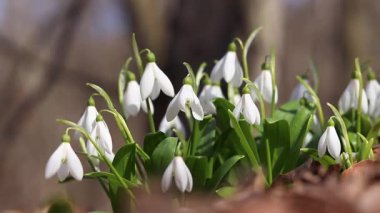 Beyaz kardamlalarına yakın çekim. Narin beyaz çiçekler geçen senenin kuru yapraklarını kırıyor. Narin kar damlası çiçekleri, bahar çiçekleri. Bulanık arkaplanda kar damlaları
