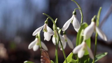Beyaz kardamlalarına yakın çekim. Narin beyaz çiçekler geçen senenin kuru yapraklarını kırıyor. Narin kar damlası çiçekleri, bahar çiçekleri. Bulanık arkaplanda kar damlaları