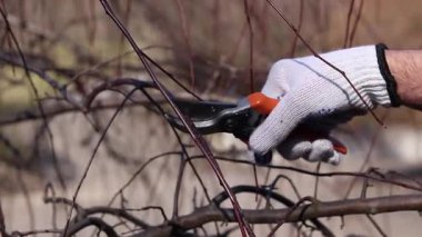 Bahçedeki ağaç dallarını budama işlemi, yakın plan. Beyaz koruyucu eldivenli bir elin içinde turuncu saplı bir budama makinesi var. Ağlayan bir elma ağacının tacını şekillendirmek
