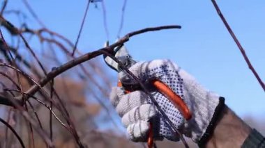 Bahçedeki ağaç dallarını budama işlemi, yakın plan. Beyaz koruyucu eldivenli bir elin içinde turuncu saplı bir budama makinesi var. Ağlayan bir elma ağacının tacını şekillendirmek