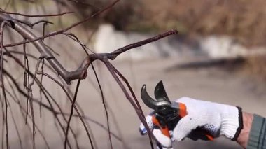 Bahçedeki ağaç dallarını budama işlemi, yakın plan. Beyaz koruyucu eldivenli bir elin içinde turuncu saplı bir budama makinesi var. Ağlayan bir elma ağacının tacını şekillendirmek