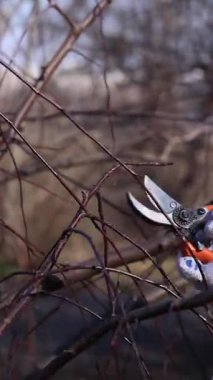 Bahçedeki ağaç dallarını budama işlemi, yakın plan. Beyaz koruyucu eldivenli bir elin içinde turuncu saplı bir budama makinesi var. Ağlayan bir elma ağacının tacını şekillendirmek