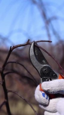 Bahçedeki ağaç dallarını budama işlemi, yakın plan. Beyaz koruyucu eldivenli bir elin içinde turuncu saplı bir budama makinesi var. Ağlayan bir elma ağacının tacını şekillendirmek