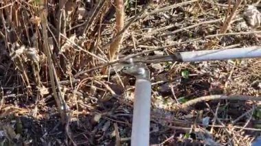 Kuru dallar ve uzun saplı büyük budanmış budanmış bir ağacın genç filizleri. Bahçıvanın işi yakın plan. Parkta bir el işi aletle çalışmak. Aşırıya kaçan bitki örtüsünün budanma süreci