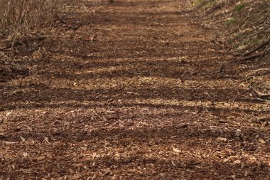 Yol samanla kaplı, seçici bir odak noktası var. Geçmişi. Ahşap yonga gübresi toprağı kaplamak için peyzaj tasarımında kullanılır. Doğranmış odun, ağaç kabuğu ve kahverengi renkli küçük dallardan oluşan bir karışım.
