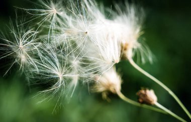 Yeşil arkaplanı olan narin karahindiba tohumu başlarını kapatın. Hafif hava ayrıntıları, doğal doku ve nazik bahar doğası kavramı. Seçici odak.