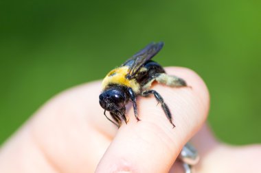 Bumble marangoz arı bir yandan oturan