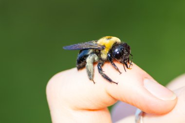 Bumble marangoz arı bir yandan oturan