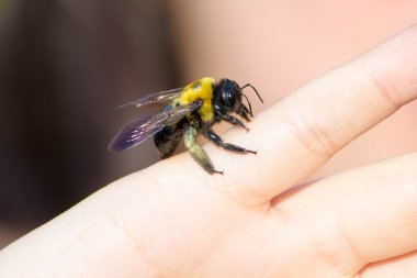 Bumble marangoz arı bir yandan oturan